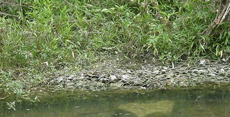 Bio Engineering Example Bio Engineering Example